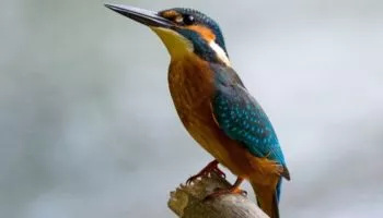 Población de aves en América del Norte descendió 3.000 millones en 50 años