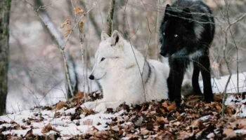 Crean crías genéticamente modificadas de una especie de lobo desaparecida hace más de 10.000 años