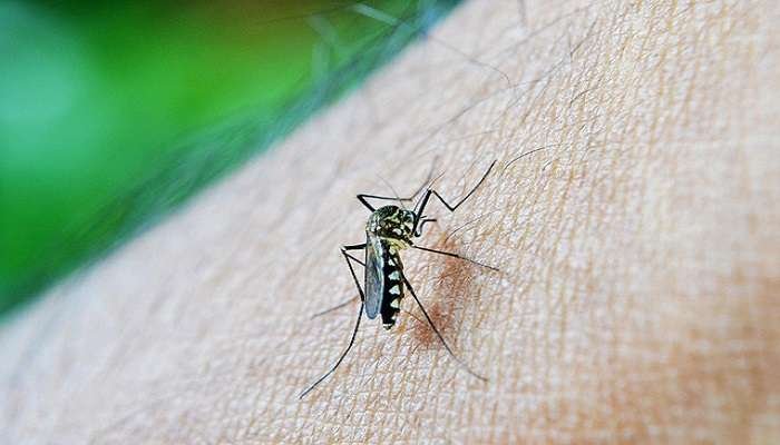 Chikungunya: Todo lo que necesitas saber sobre el virus en propagación en el sur de China